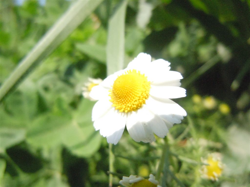 Tripleurospermum inodorum / Camomilla senza odore